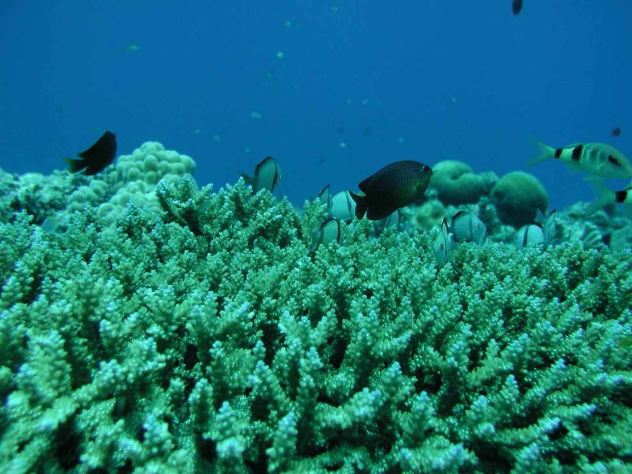 Okinawa Glass Bottom Boat Tour - image 2