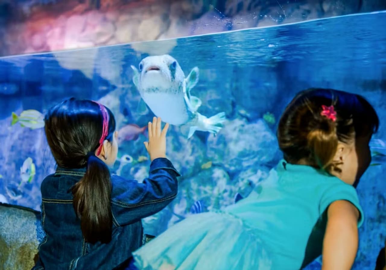 SEA LIFE New Jersey Aquarium Ticket - image 7