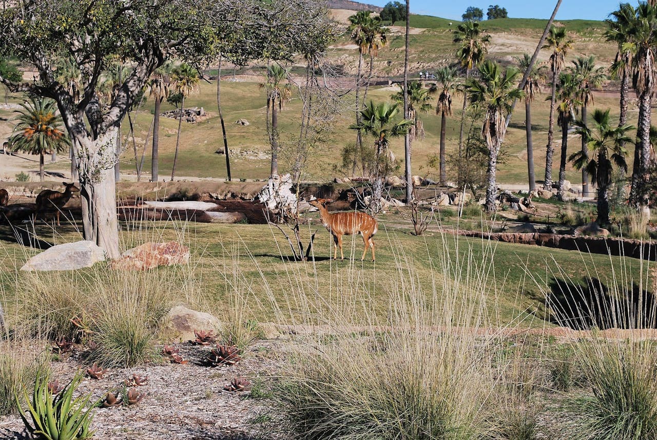 San Diego Zoo Safari Park Ticket - image 4