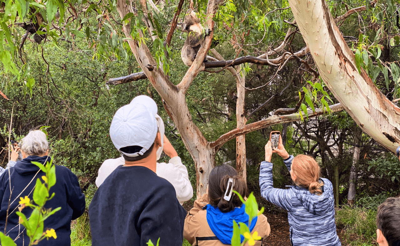Great Ocean Road Tour from Melbourne - image 17