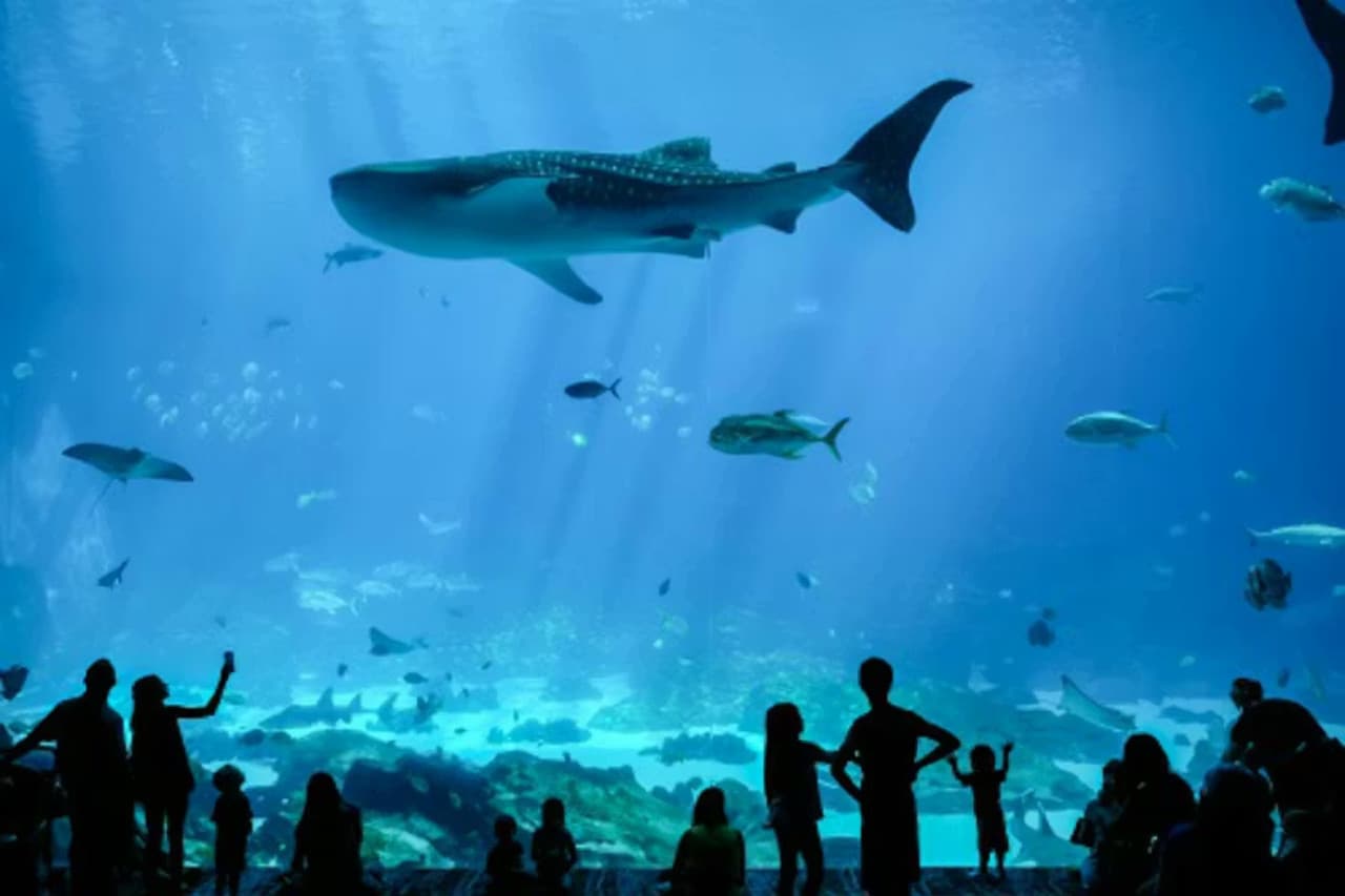 Georgia Aquarium: Fast Track Ticket - imagen 10