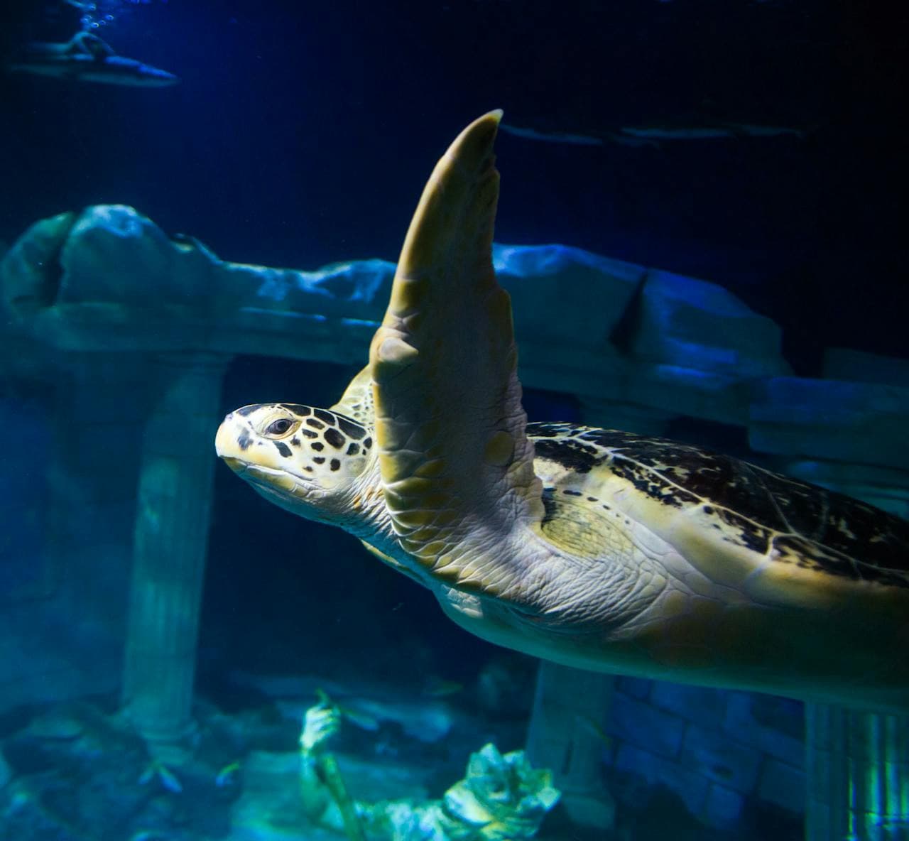 SEA LIFE Porto Ticket - main image
