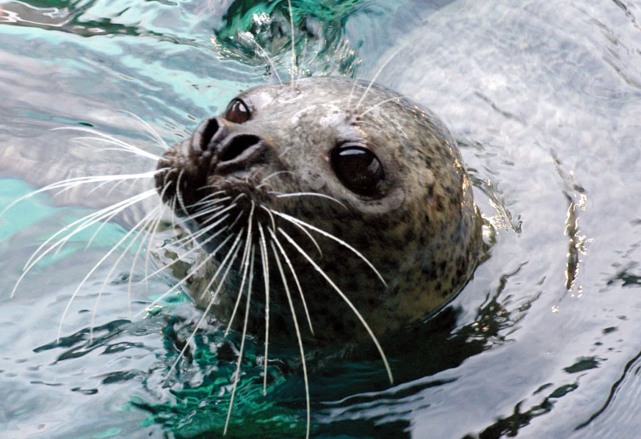 Shinagawa Aquarium Ticket - image 4