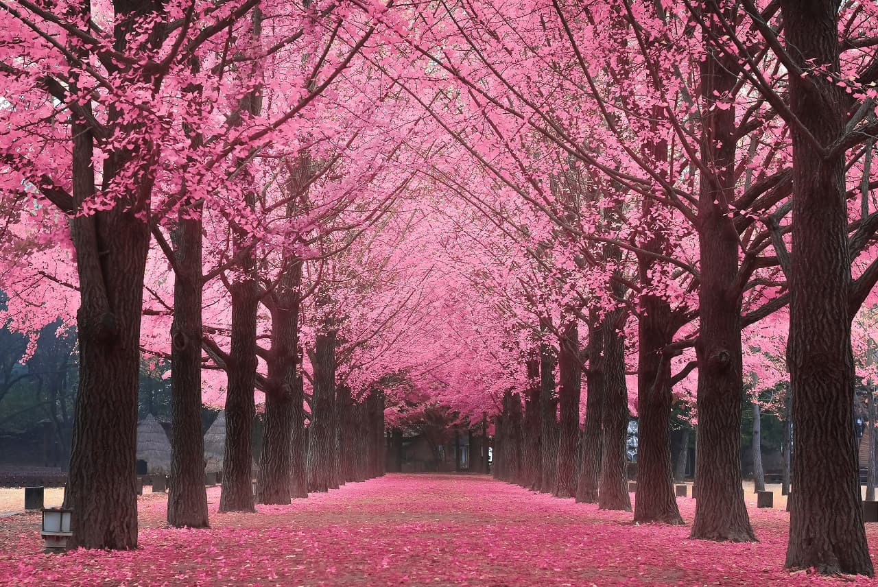 Nami Island, Petite France, Italian Village, and Gangchon Rail Bike Tour from Seoul - imagen 4