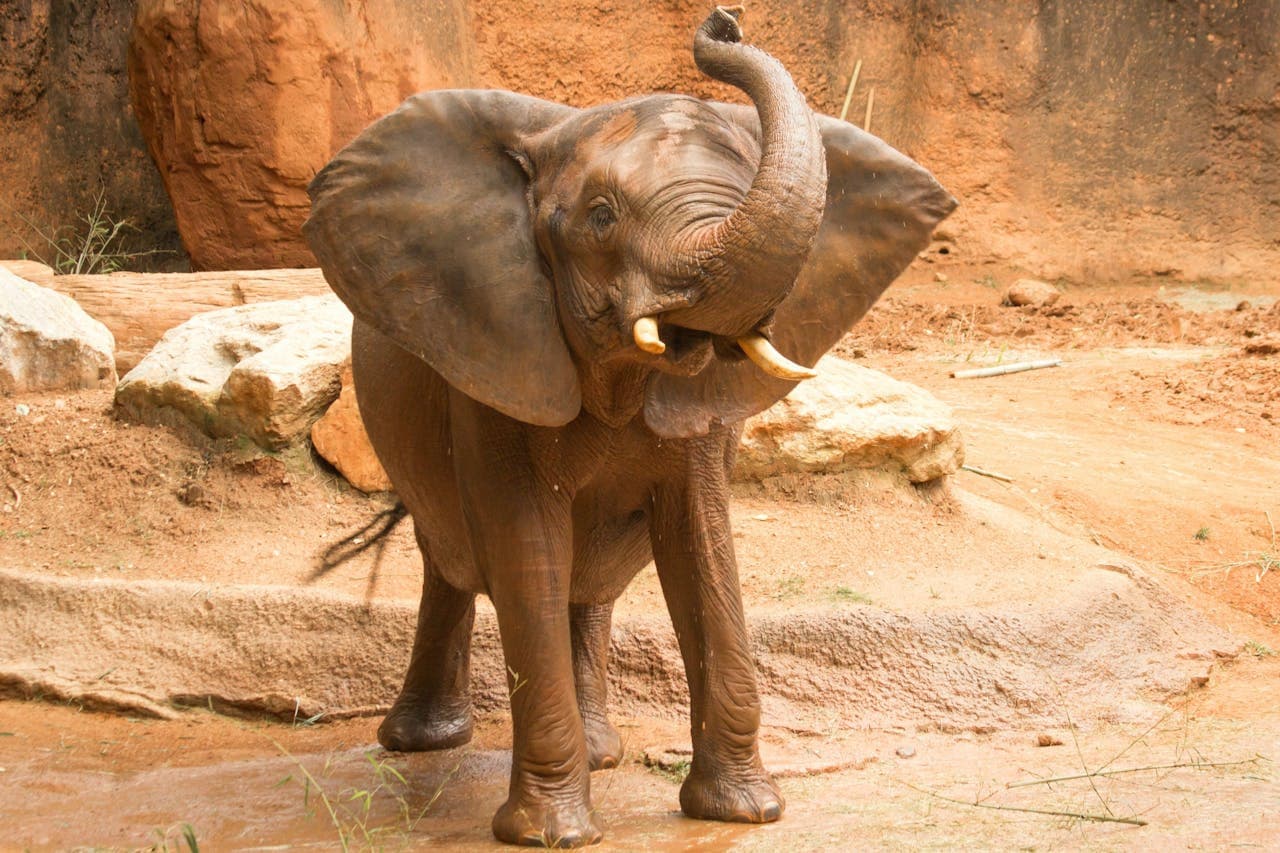 Zoo Atlanta Entry Ticket - main image