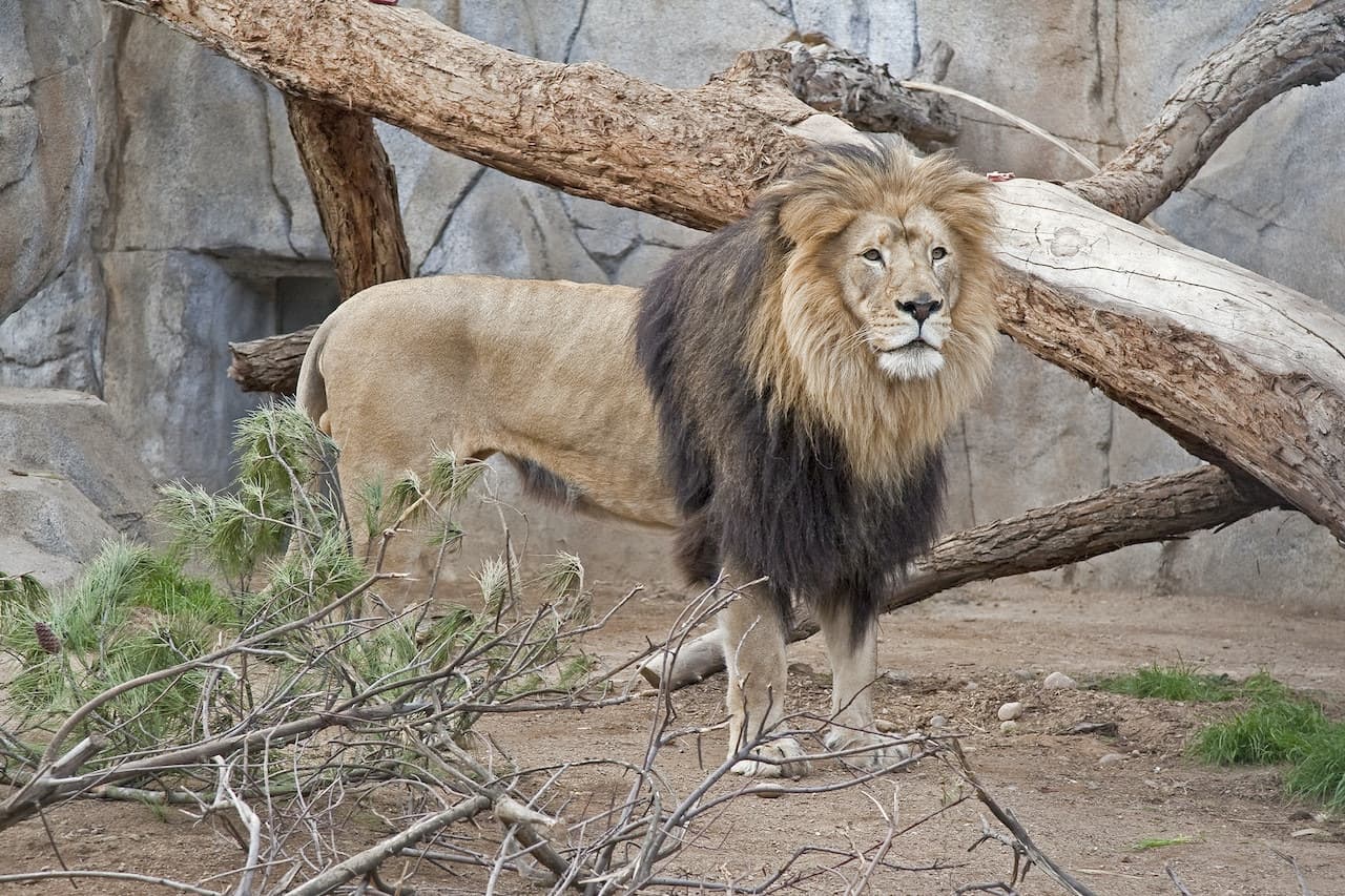 San Diego Zoo - image 11