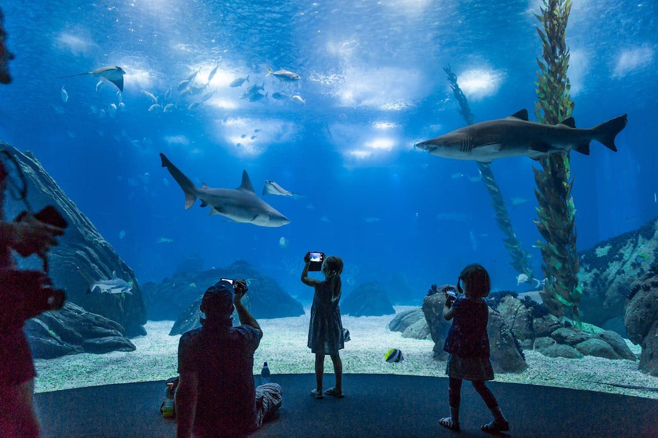 Oceanário de Lisboa Ticket - image 7