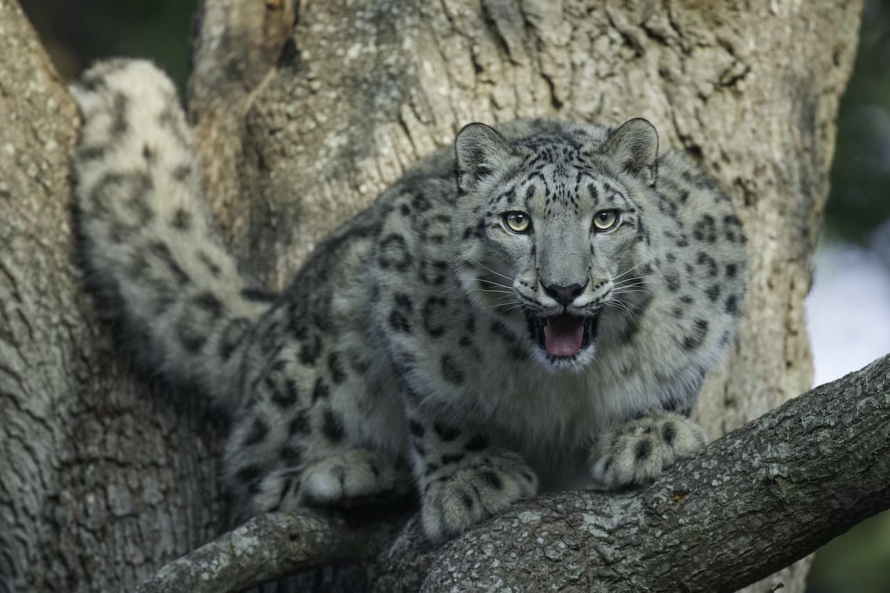 Thoiry ZooSafari: Sin filas - imagen 4