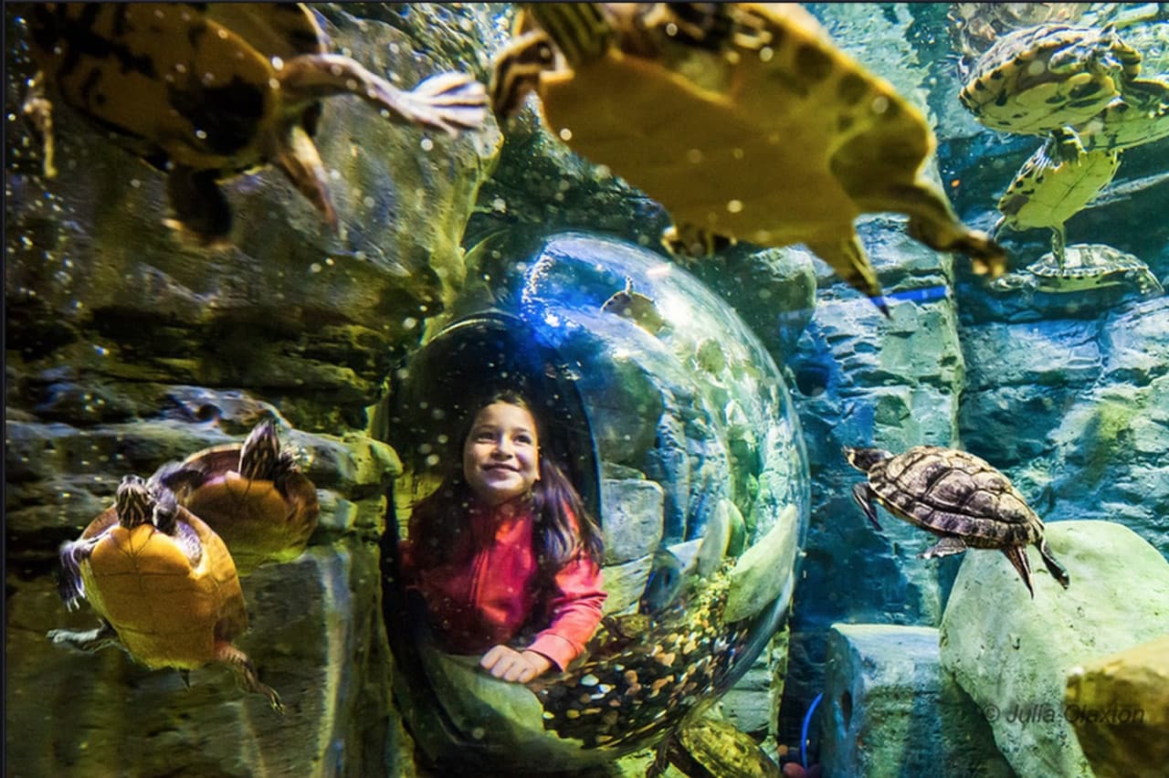 Go City San Antonio Essentials Pass: 3 Attractions - image 12