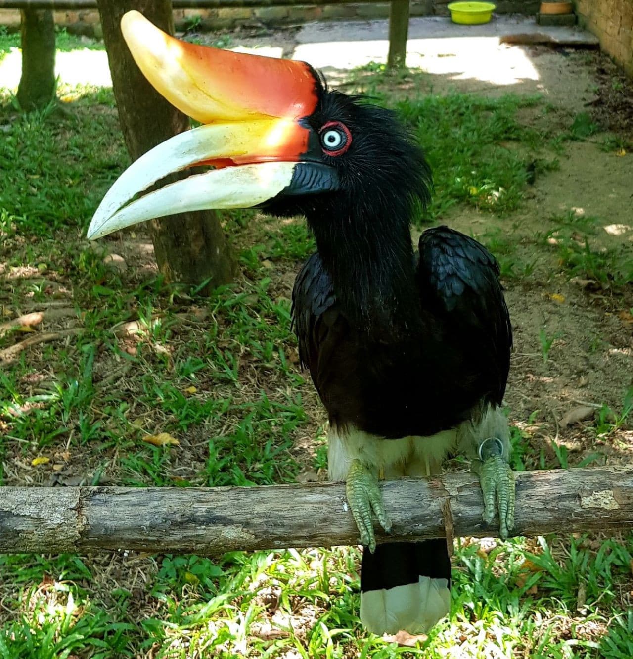 Penang Bird Park - image 4