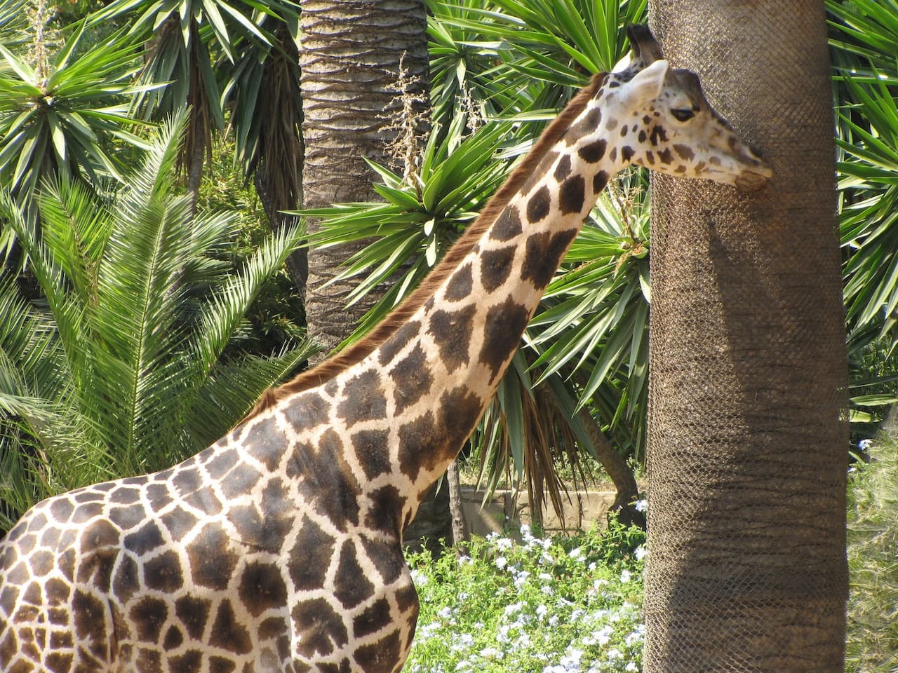 Barcelona Zoo - image 6