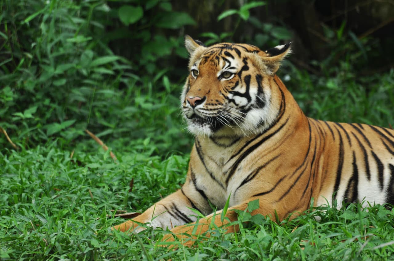 Zoo Negara Malaysia & Panda Conservation Centre Ticket - image 2