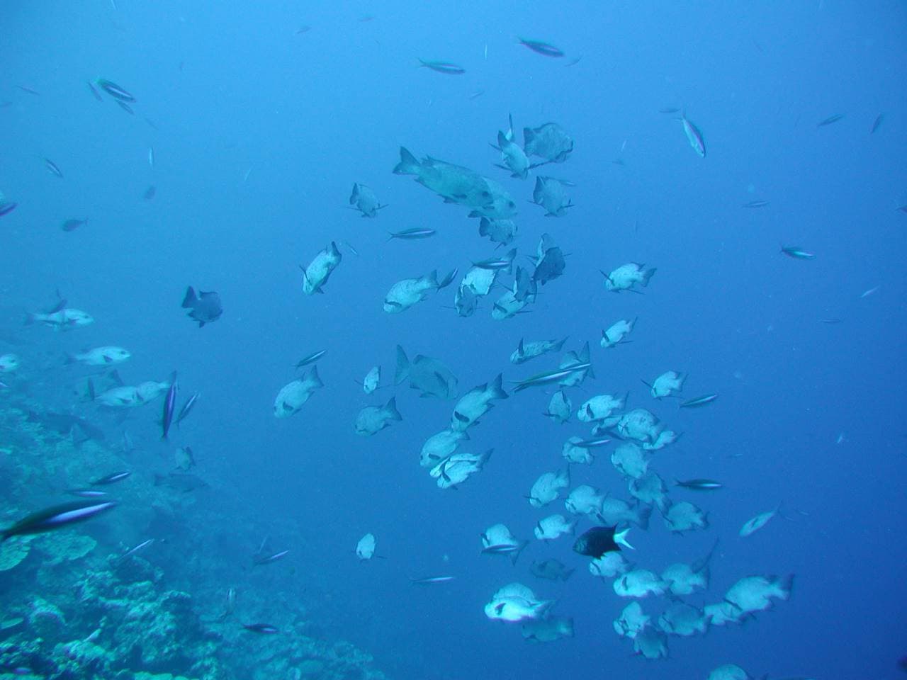 Okinawa Glass Bottom Boat Tour - image 3