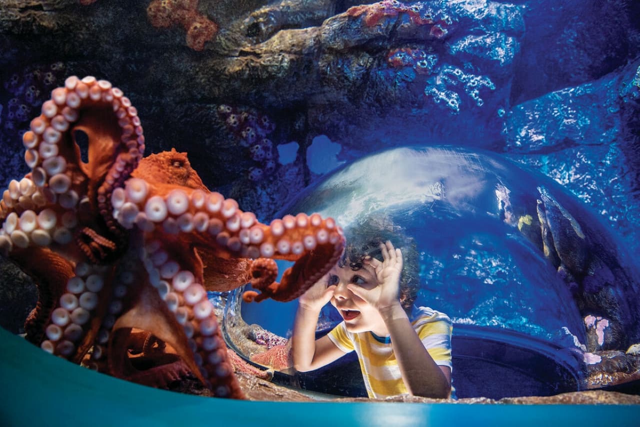 Go City San Diego Essentials Pass: Ahorre hasta un 50% en atracciones - imagen 3
