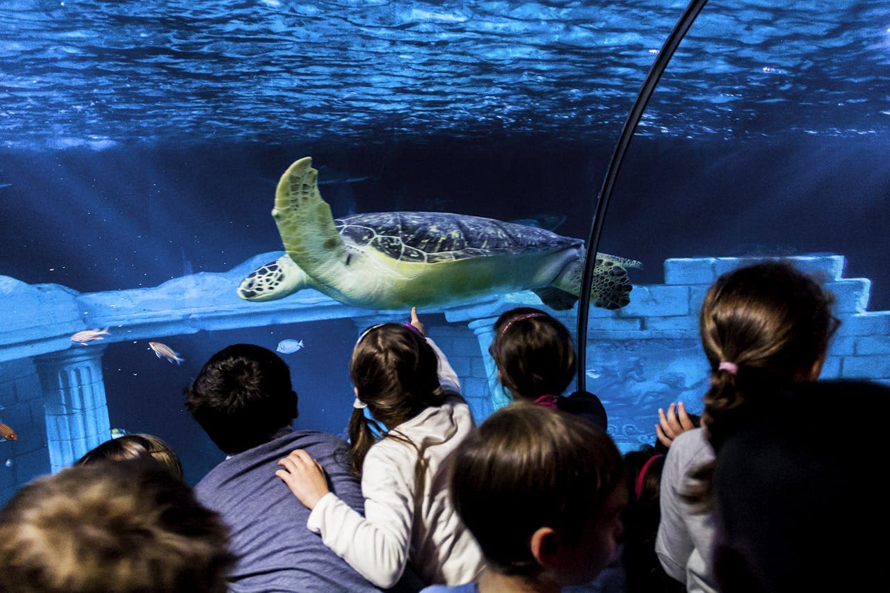 SEA LIFE Porto Ticket - image 4
