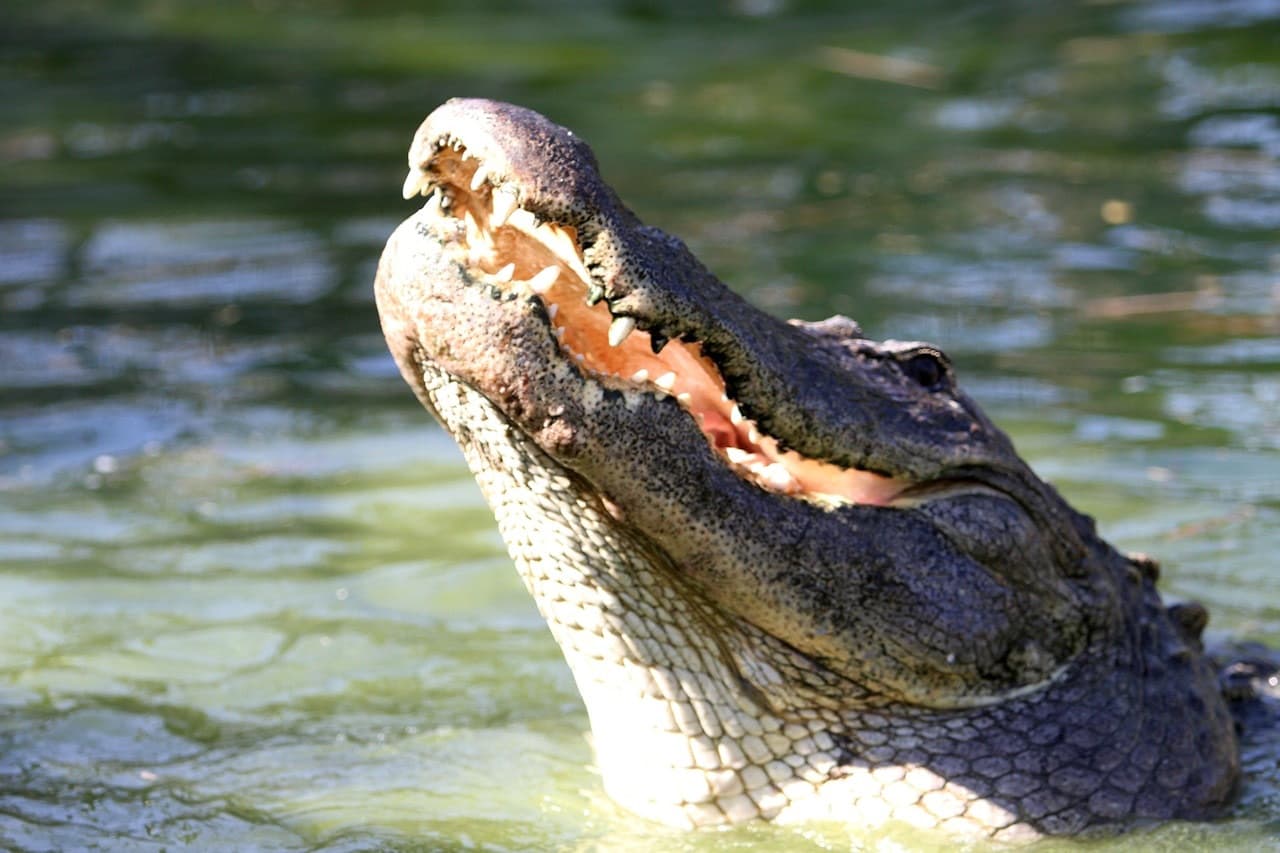 Gatorland Orlando - main image
