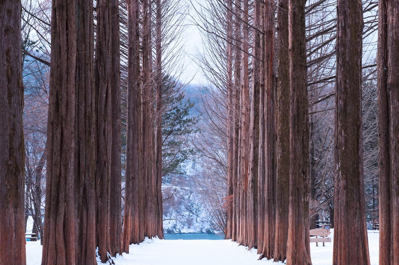 Alpaca World, Nami Island, and Garden of Morning Calm Tour from Seoul - image 12