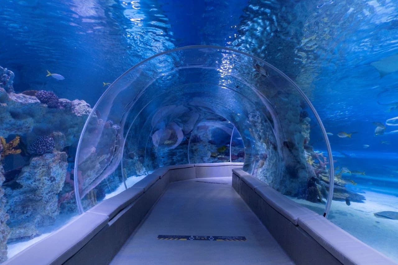 Emaar Aquarium and Underwater Zoo Ticket - image 2