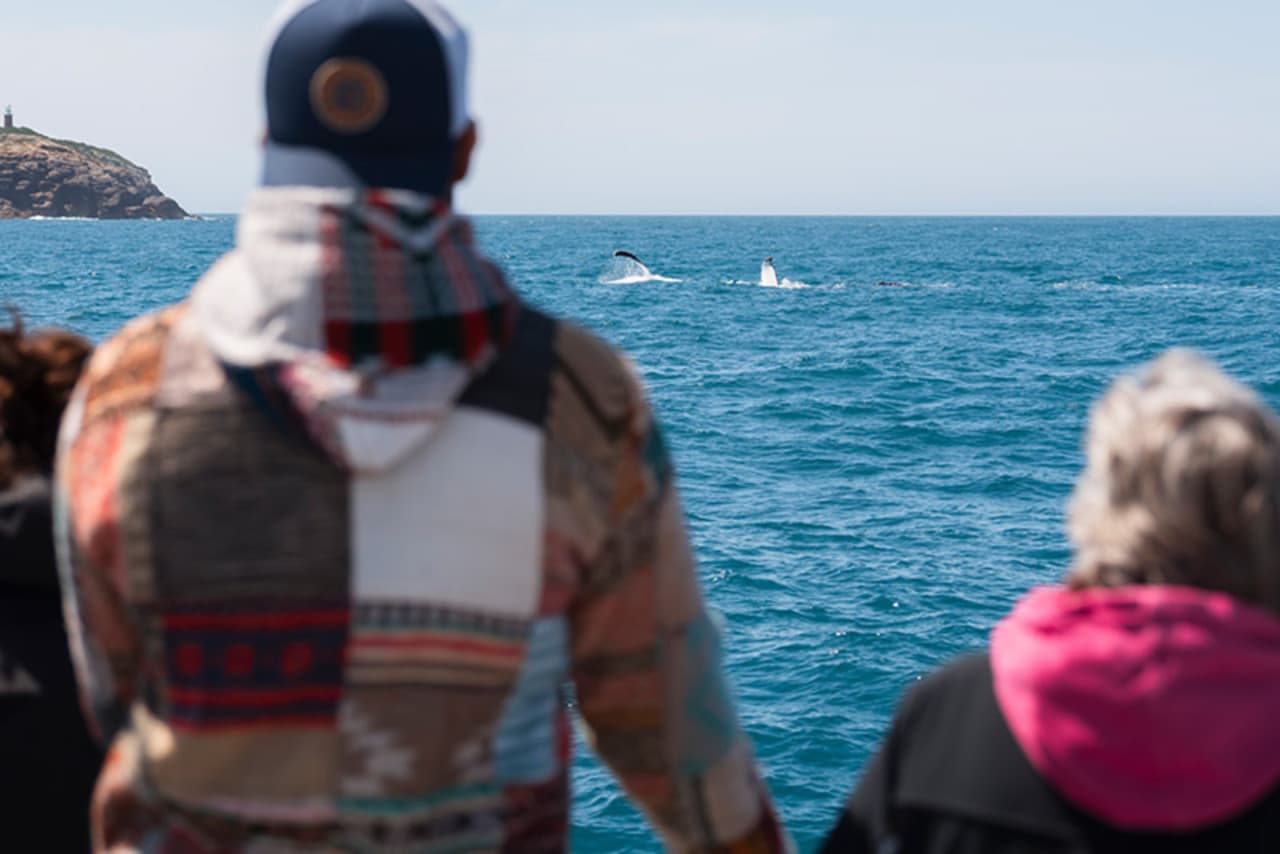 Wilsons Promontory Whale Watching Sightseeing Cruise - image 6