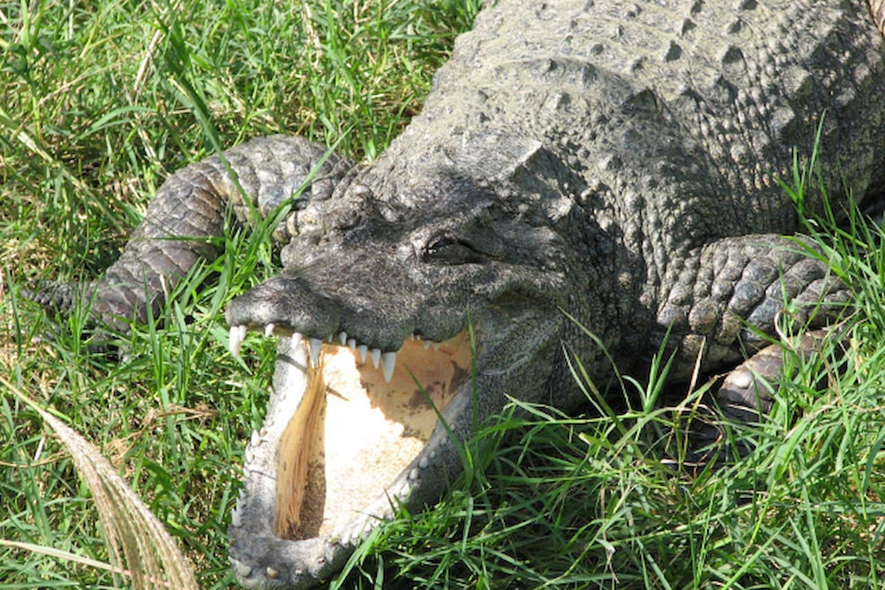 Entrada para Okinawa Zoo & Museum - imagen 5
