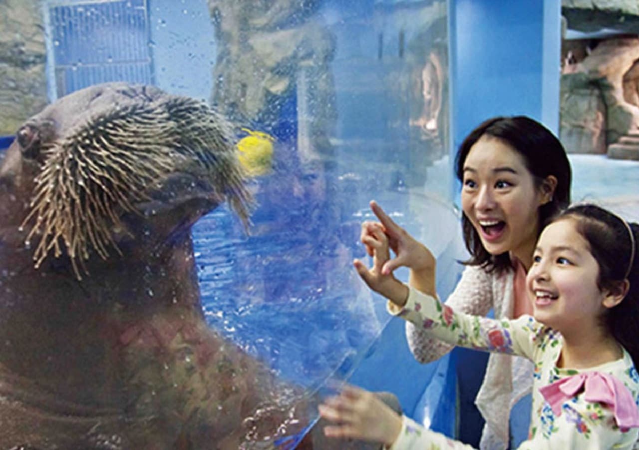 Entrada para el acuario Aqua Planet Jeju - imagen principal
