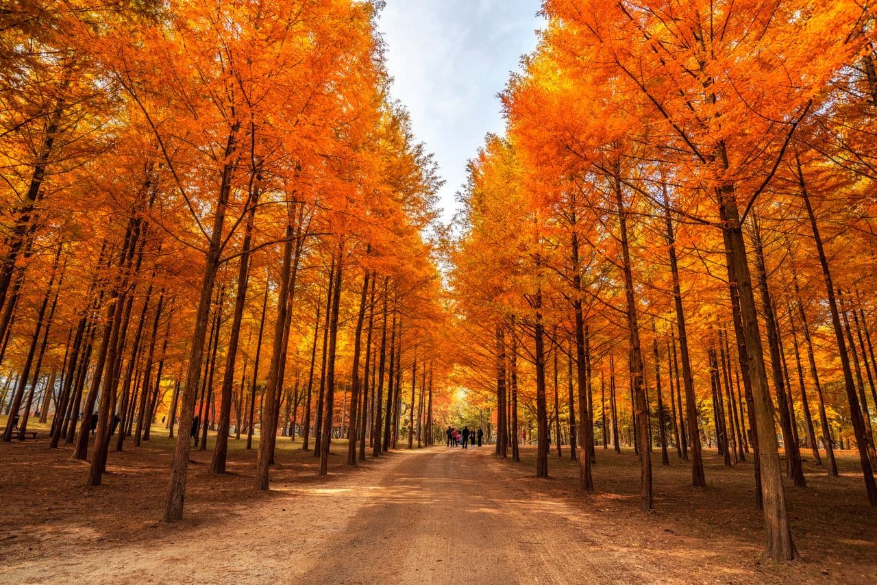 Alpaca World, Nami Island, and Garden of Morning Calm Tour from Seoul - image 16