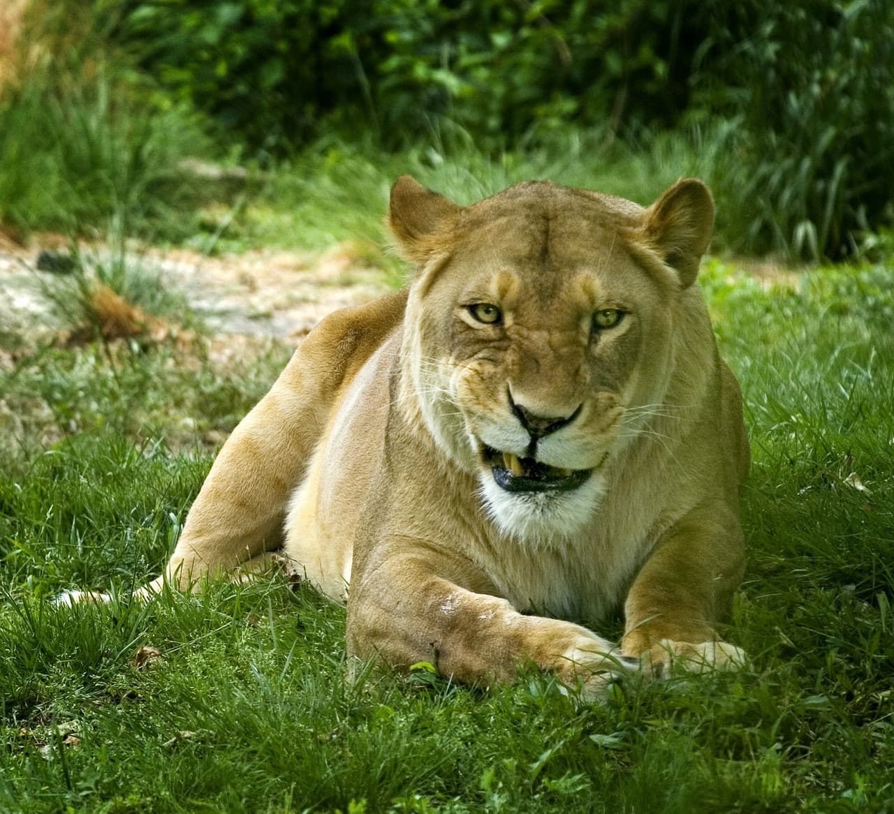 Bronx Zoo - image 9