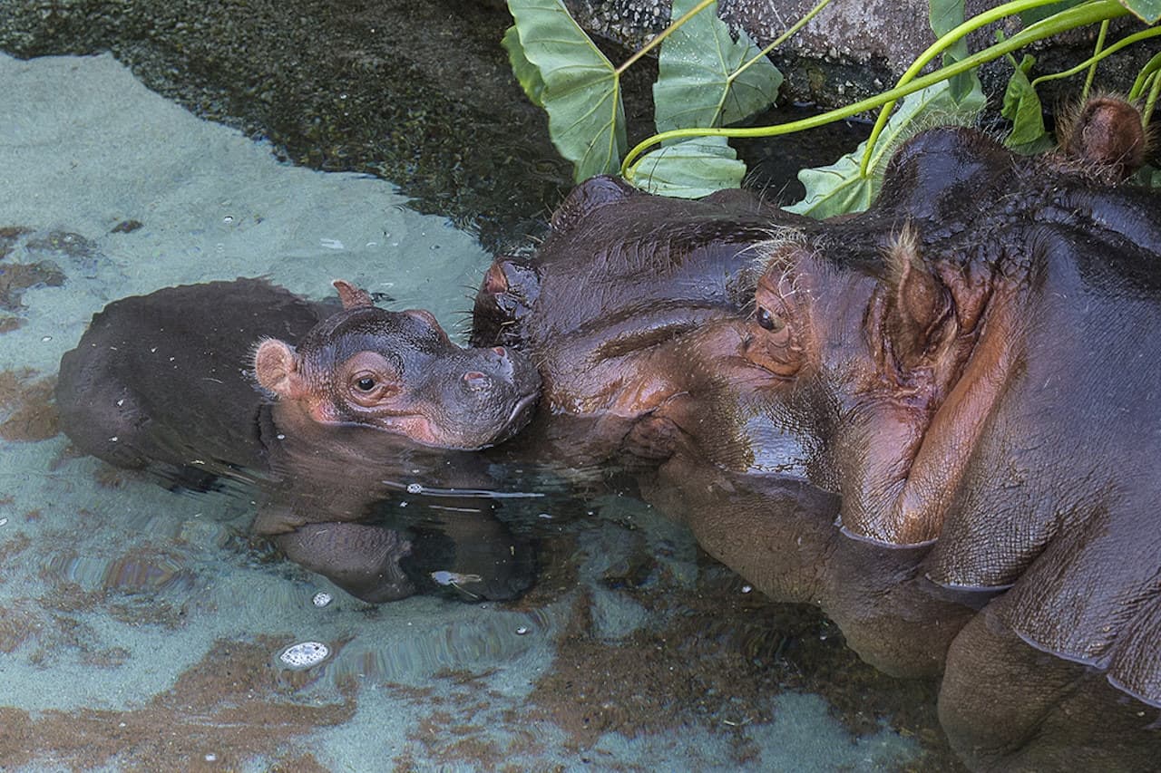 San Diego Zoo - image 3