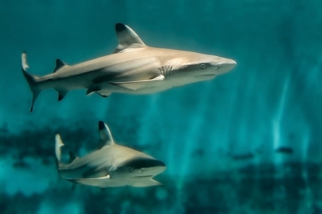 Skip The Line Ticket - Aquarium of the Pacific - image 6
