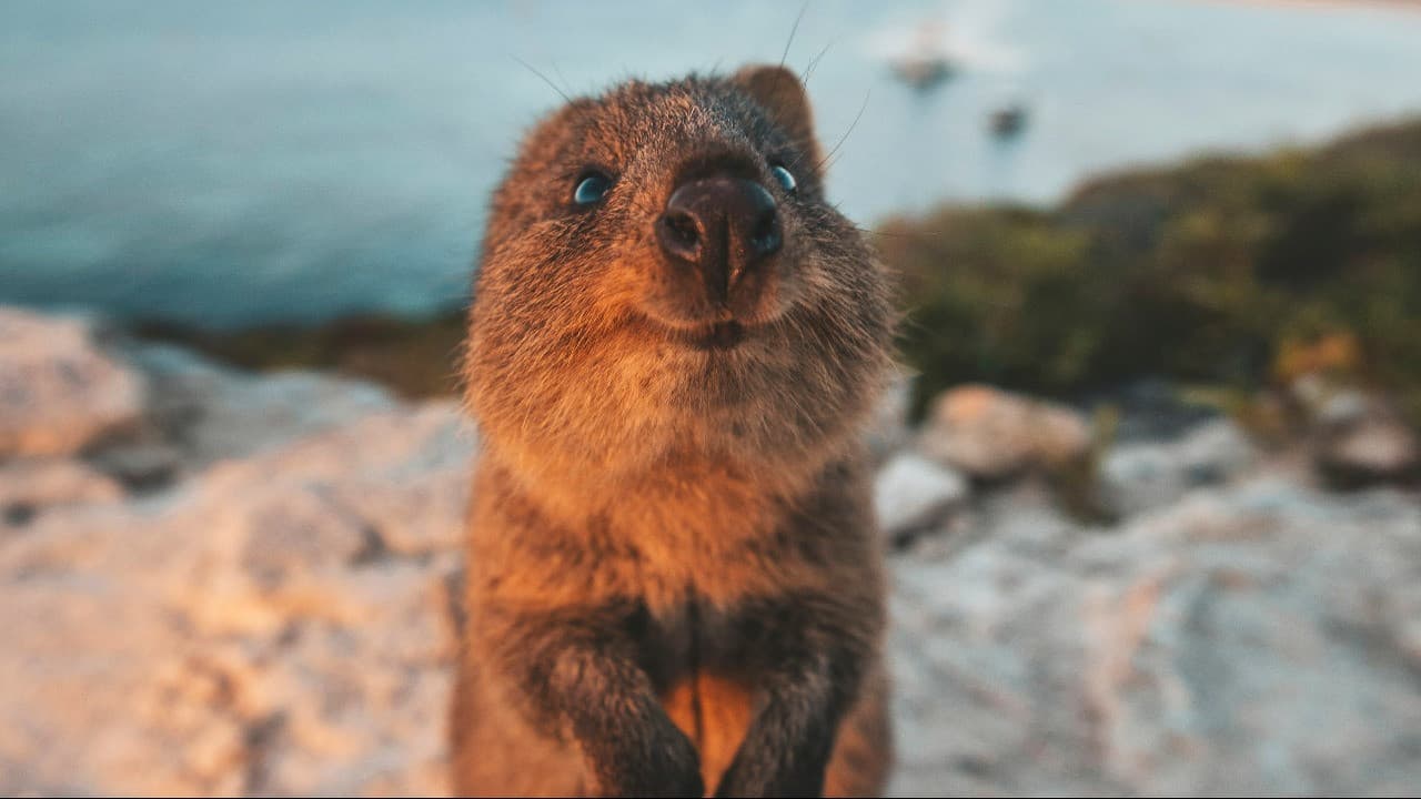 Rottnest Island Bus Tour with Round Trip Rottnest Express Ferry Transfer - image 4