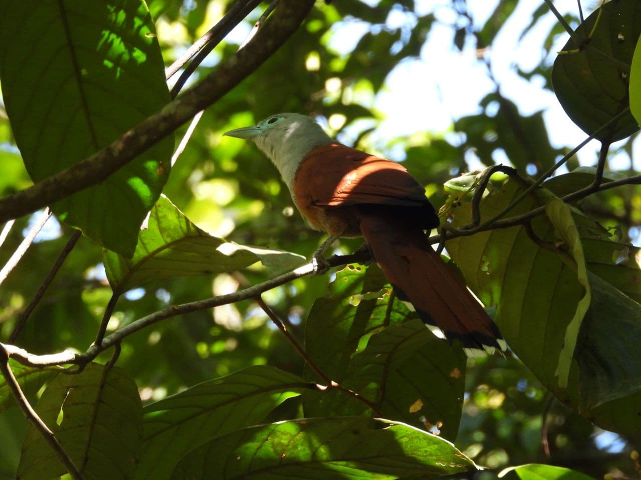 Desaru Coast Birdwatching Experience - image 4