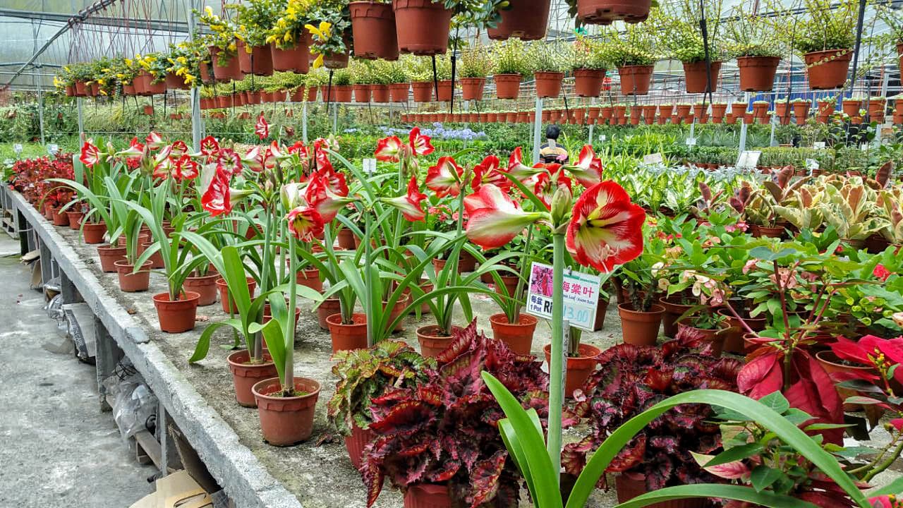 Cameron Highlands Tour from Kuala Lumpur - image 15
