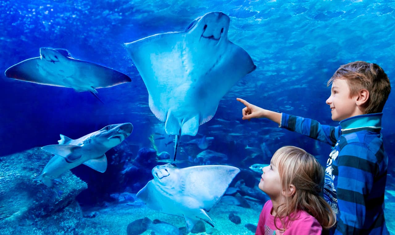SEA LIFE Konstanz Aquarium Ticket - imagen 11