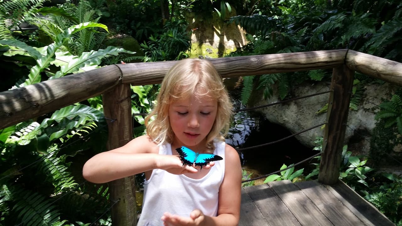 Australian Butterfly Sanctuary - image 6