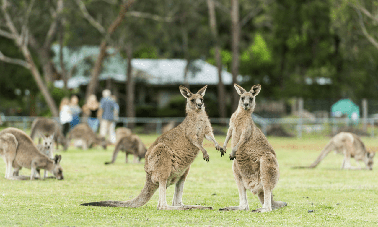 Grampians National Park Day Tour from Melbourne - image 18