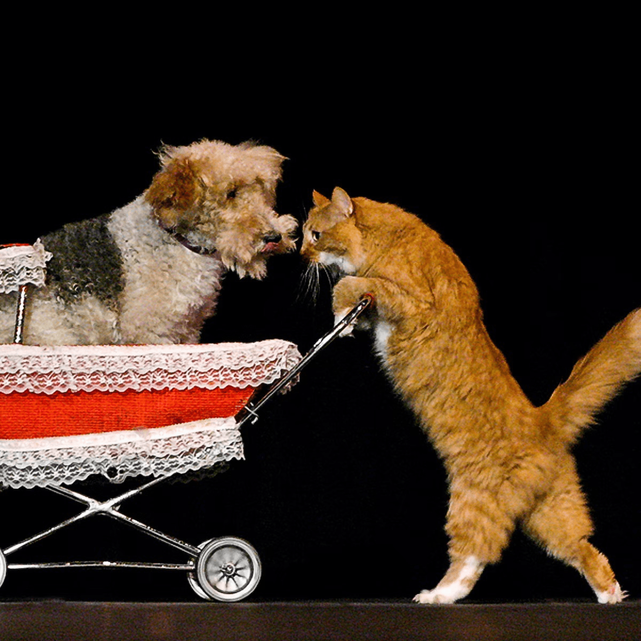 V Theatre Las Vegas - Popovich Comedy Pet Theatre - image 6
