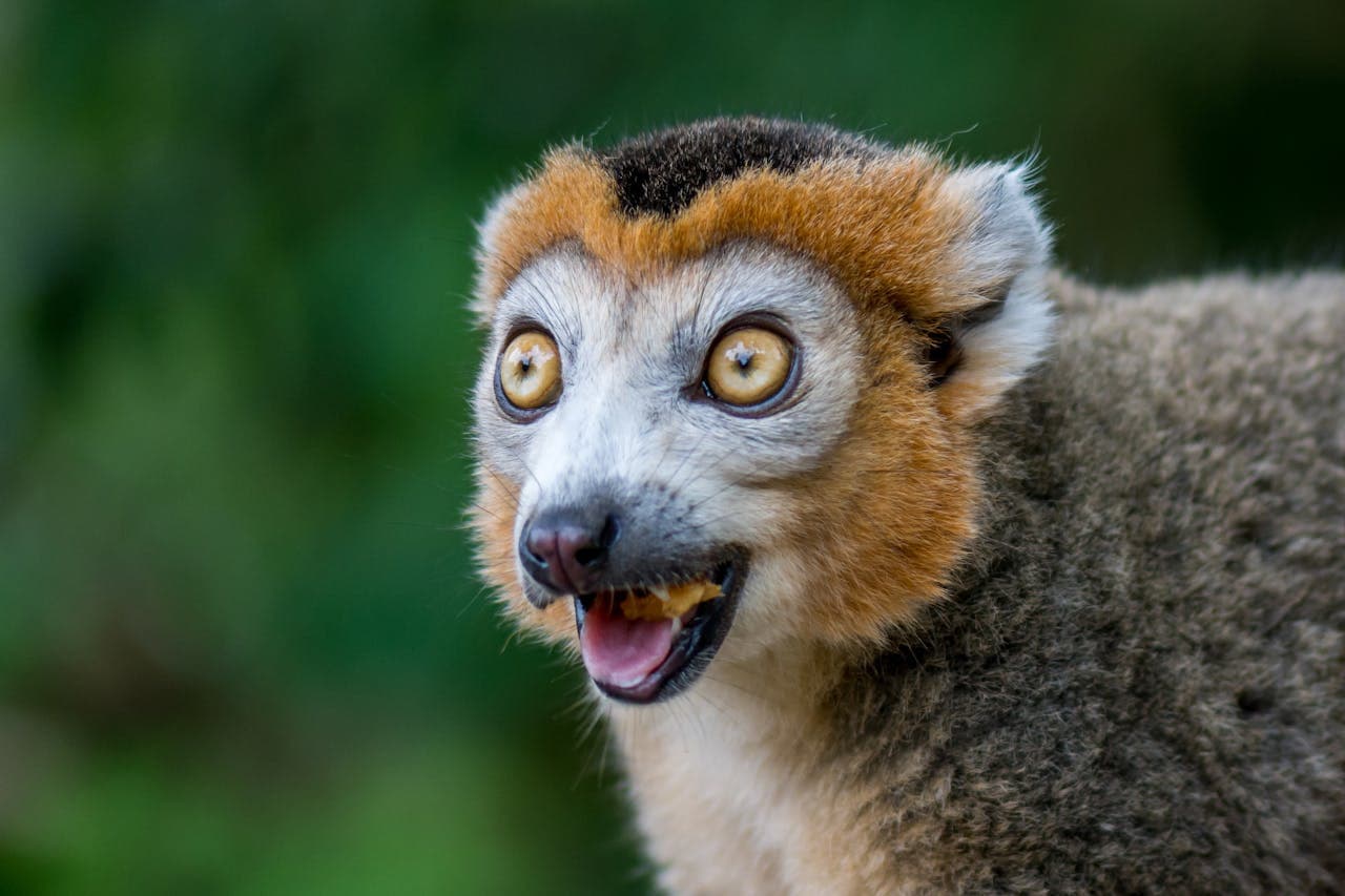 Zoo Atlanta Entry Ticket - image 11