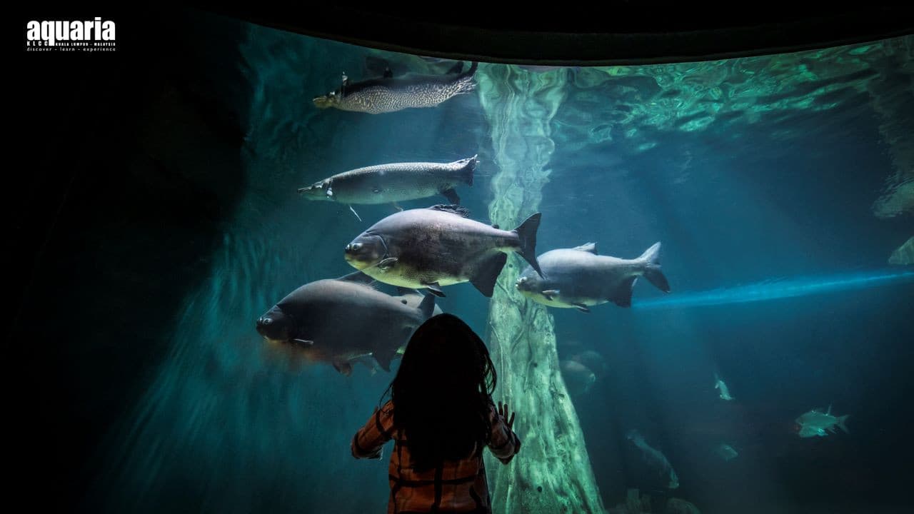 COMBO: Aquaria KLCC + Berjaya Times Square Theme Park Tickets - main image