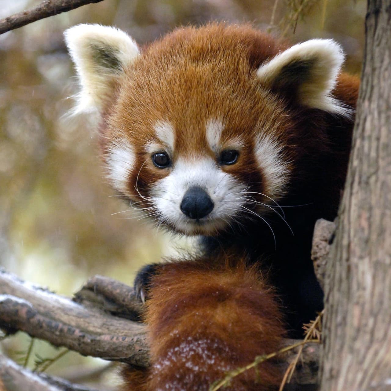 Central Park Zoo - image 2