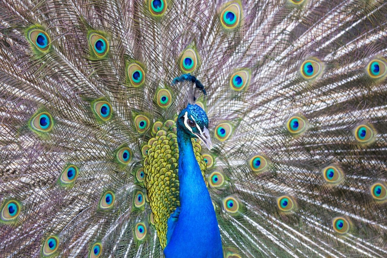 Bronx Zoo - image 6