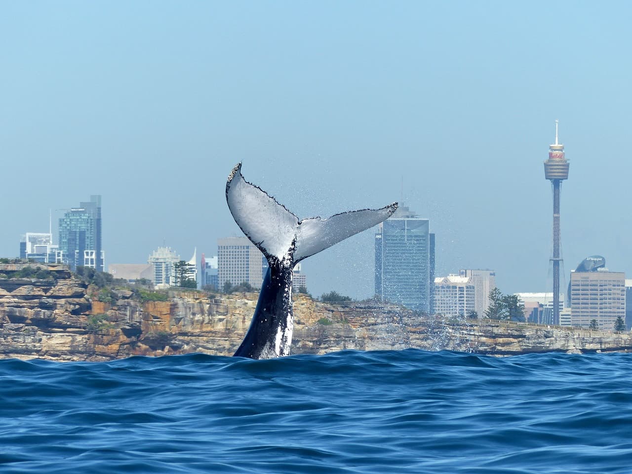 Sydney Whale Watching Cruise with Breakfast or Lunch with Sydney Princess Cruises - image 3