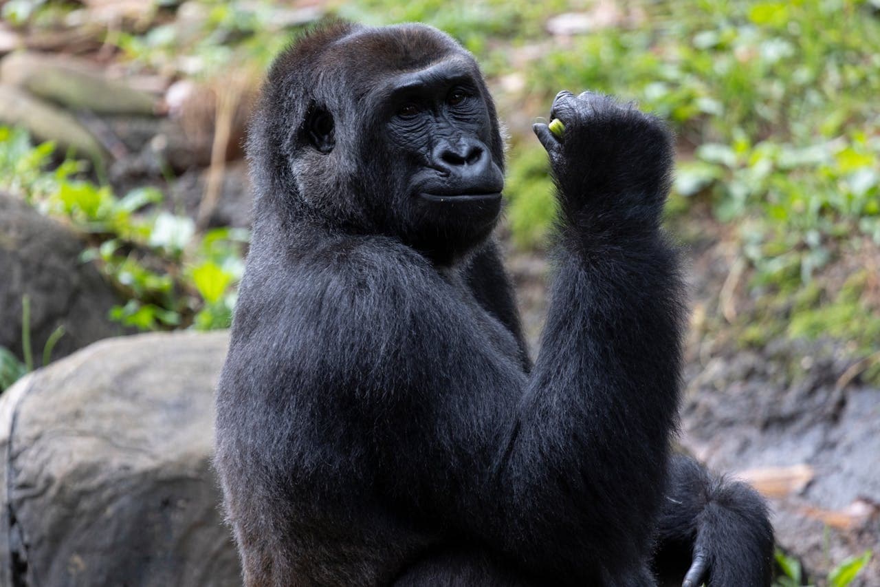 Zoo Atlanta Entry Ticket - image 5