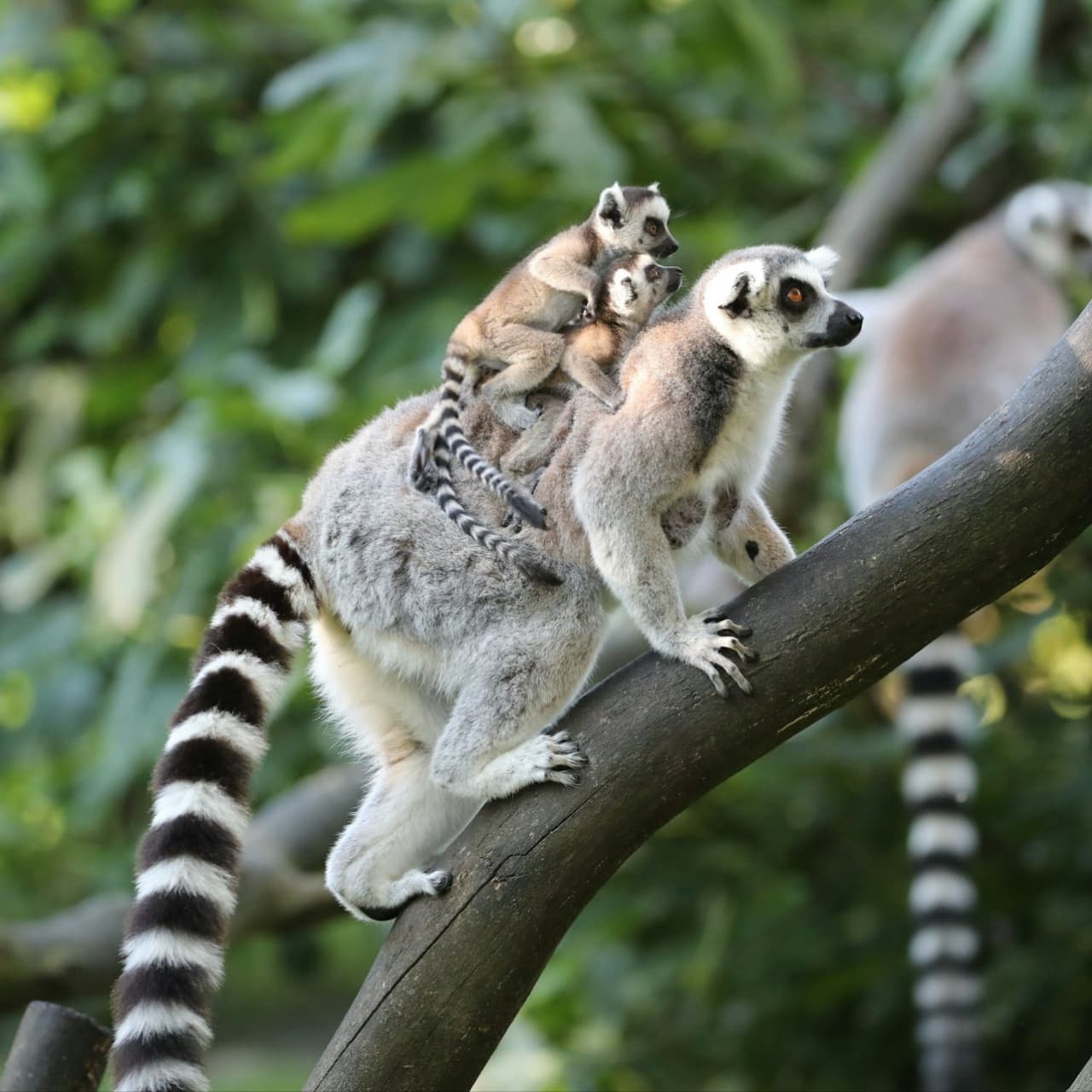 ZooParc de Beauval Ticket - 이미지 6