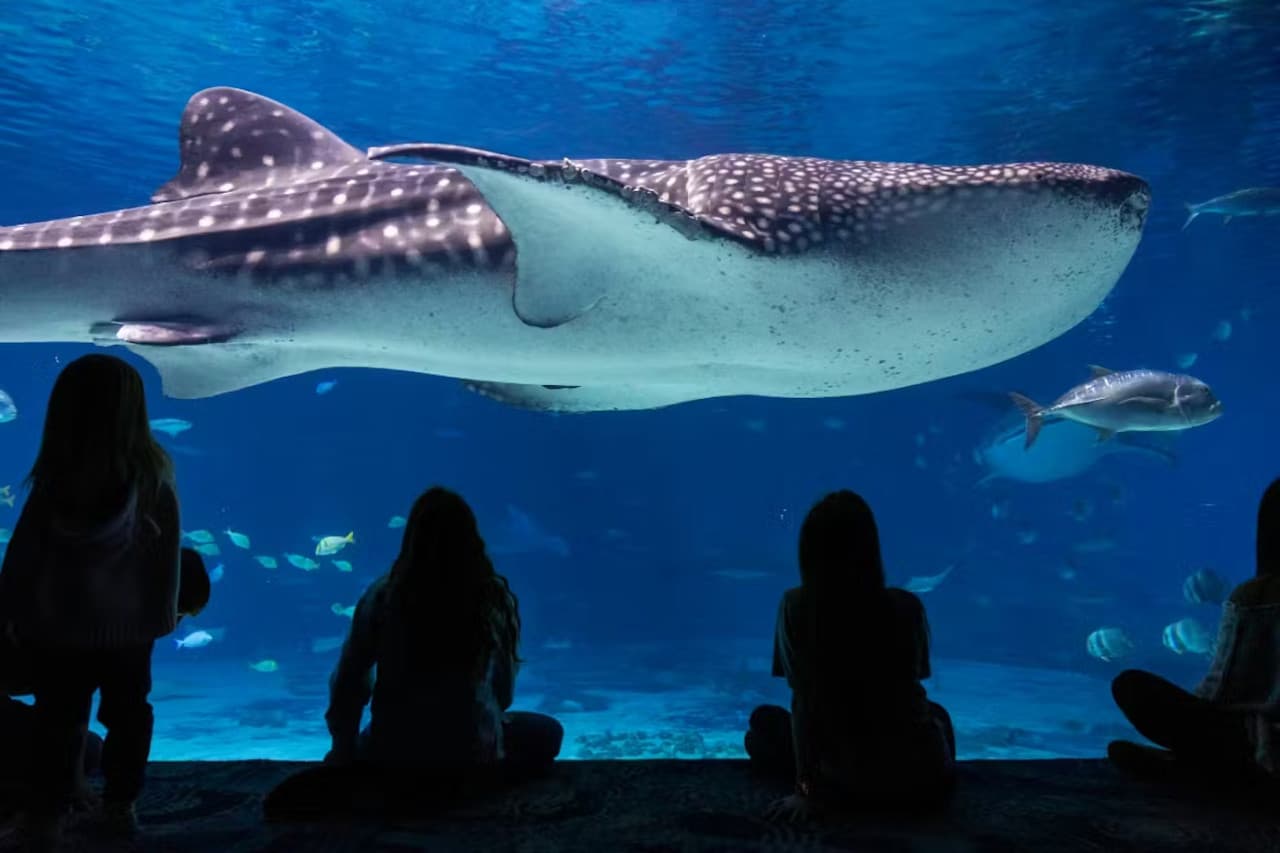 Georgia Aquarium: Fast Track Ticket - imagen 2