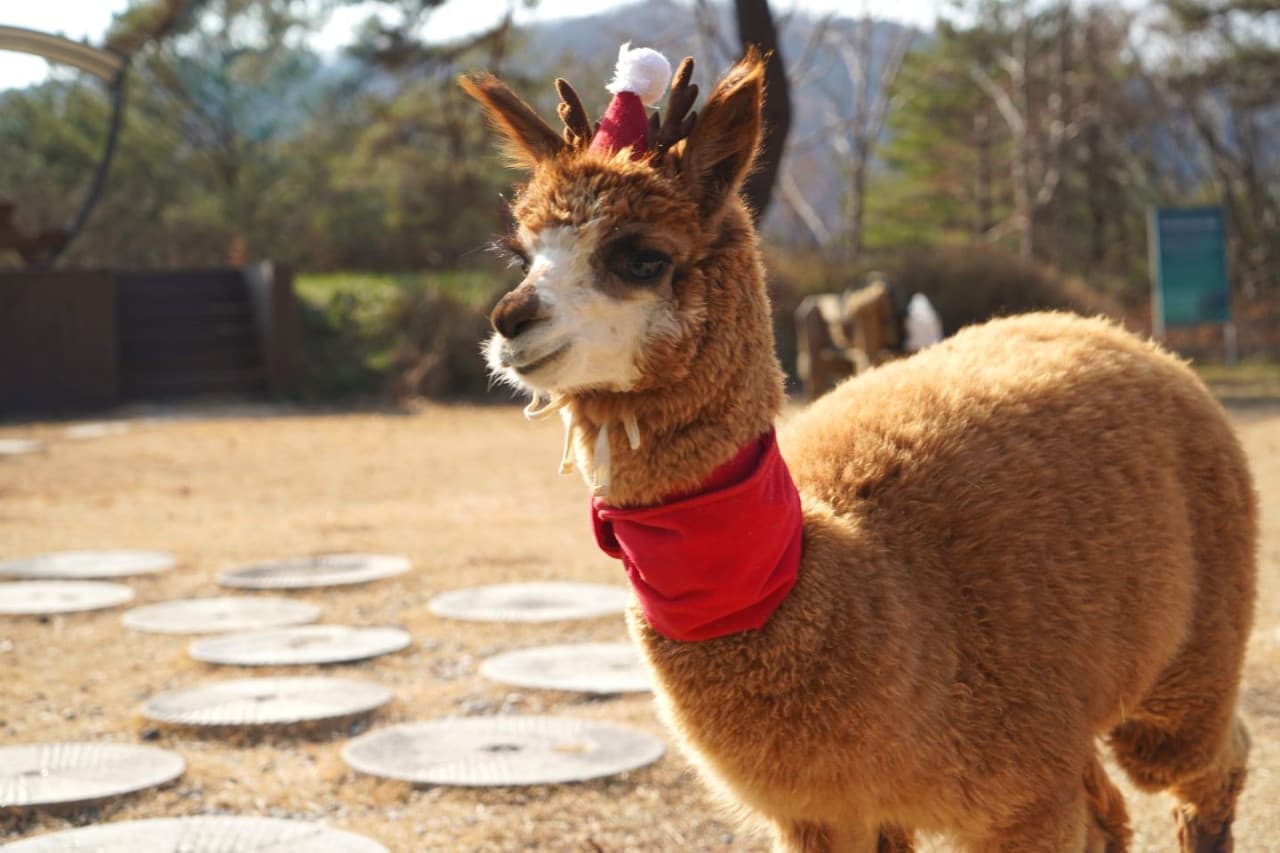 Alpaca World, Nami Island, and Garden of Morning Calm Tour from Seoul - imagen 3