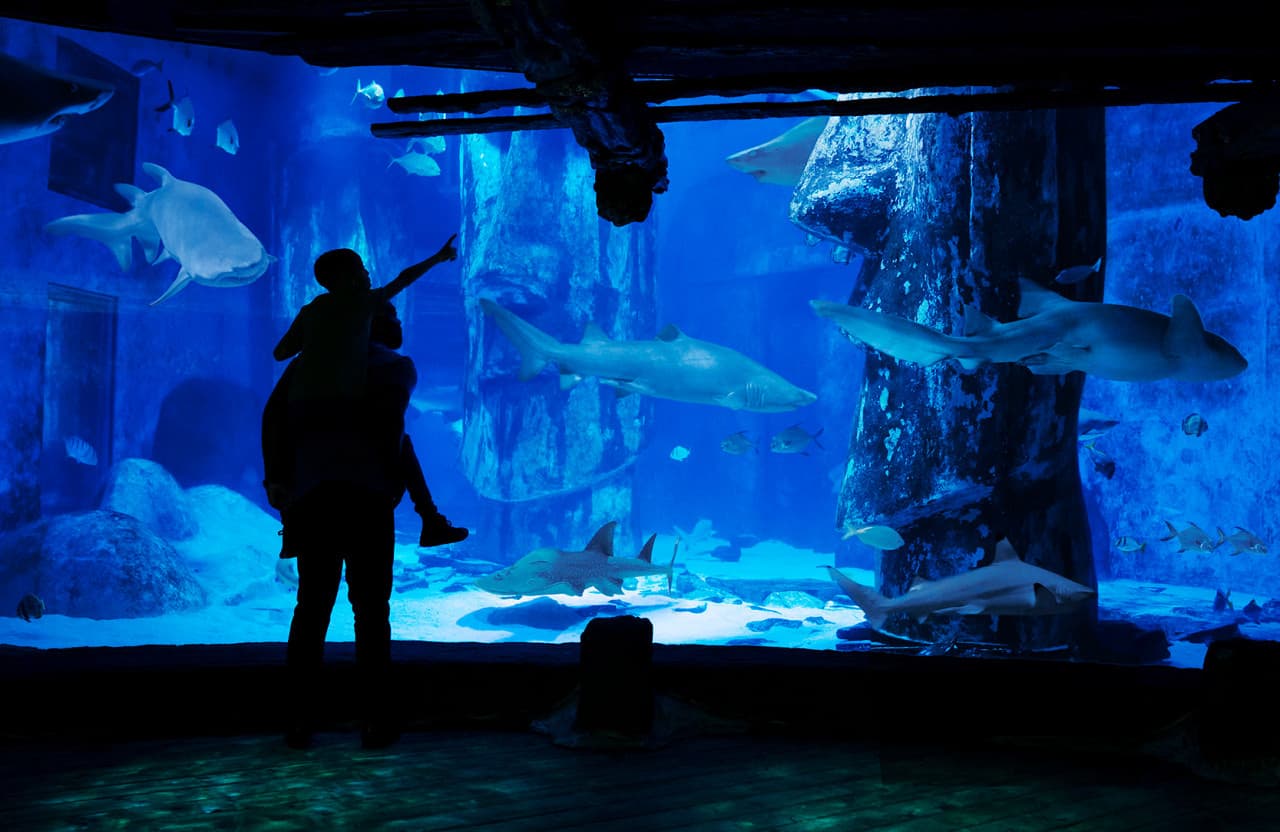 SEA LIFE London Aquarium Ticket - image 3