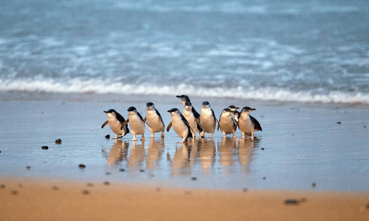 Penguins Express Tour from Melbourne - main image