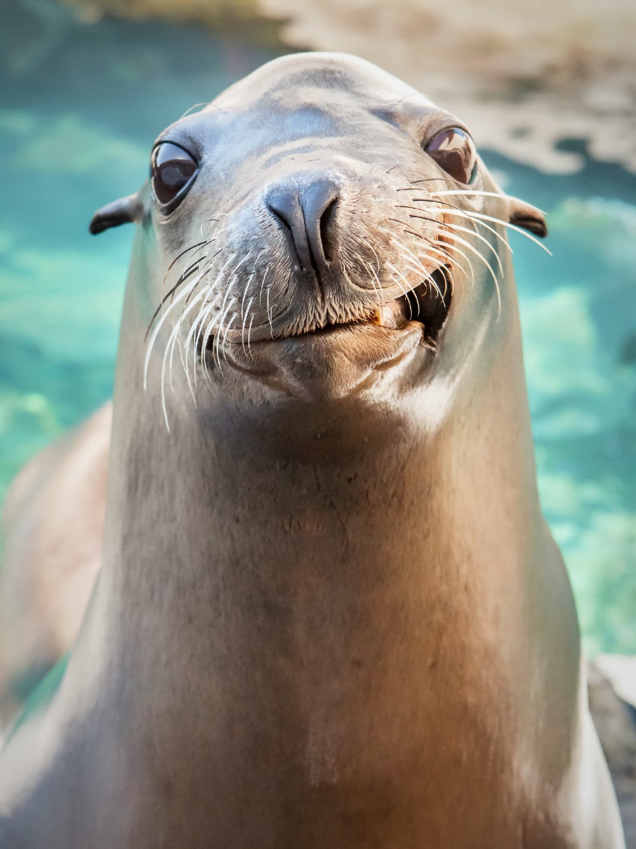 Skip The Line Ticket - Aquarium of the Pacific - image 4