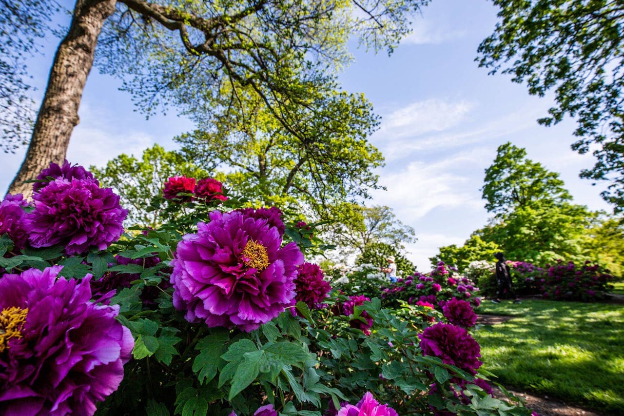 New York Botanical Garden Ticket - image 12