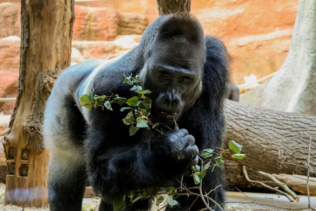 Prague Zoo Ticket + Audio Guide - image 6